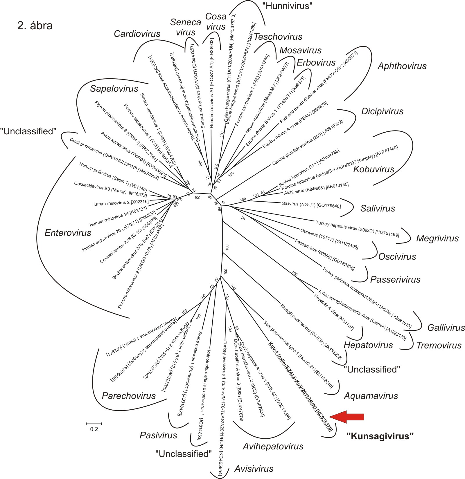 Kunsagivirus-2.abra.jpg