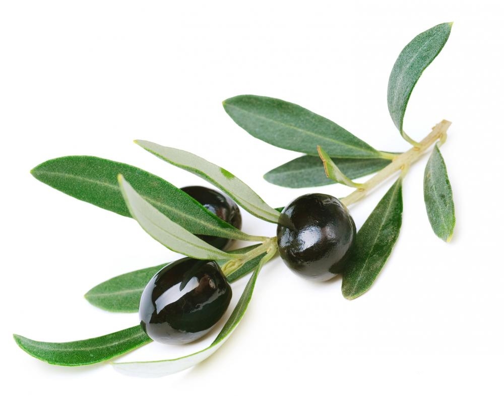 olive-branch-with-black-olives.jpg