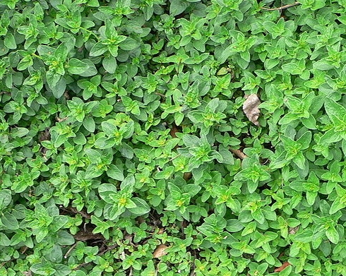 800px-Origanum_majorana.jpg