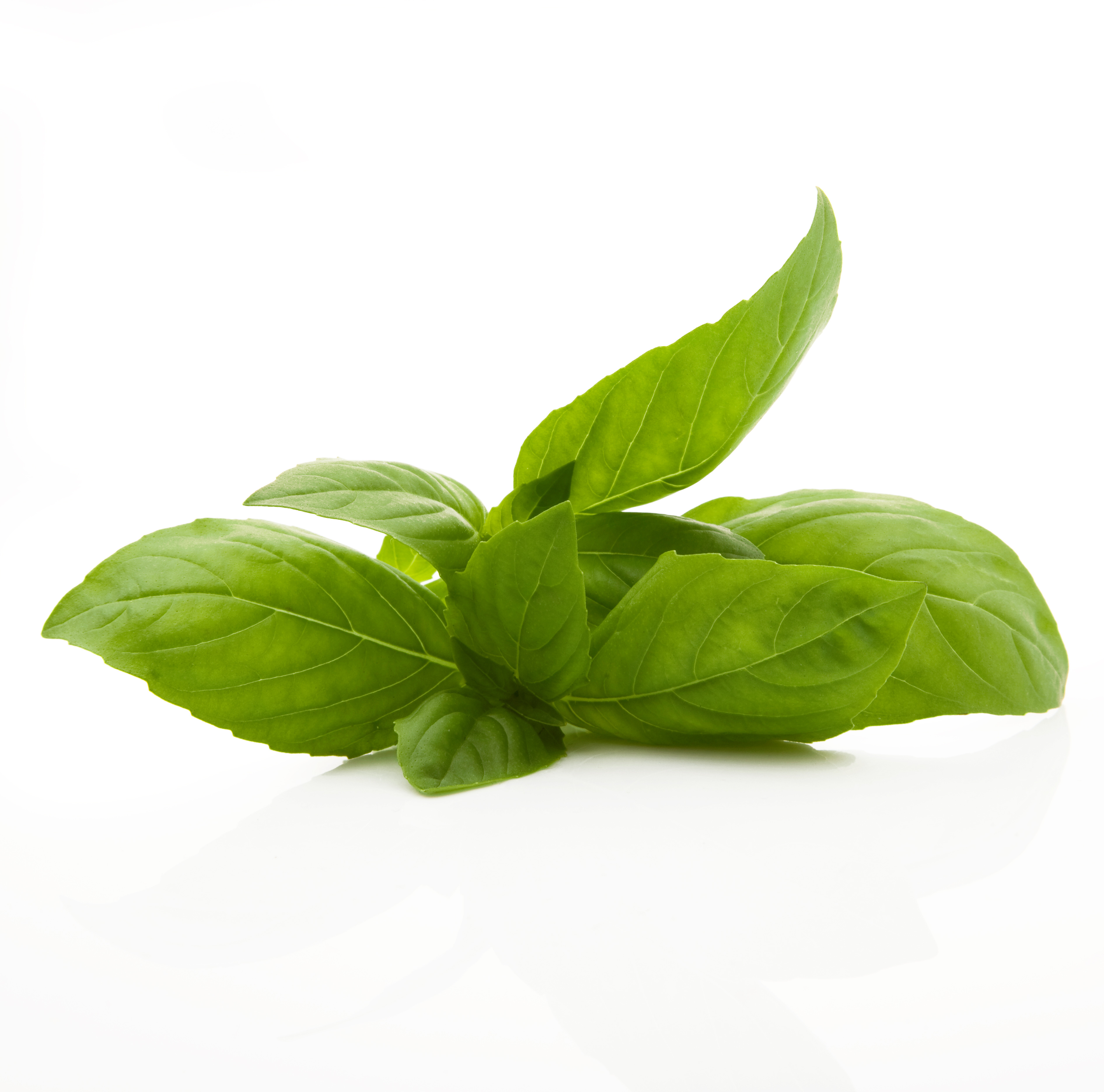 basil.jpg