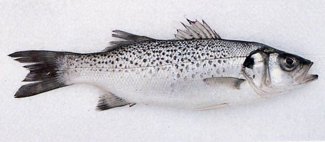 branzino_o_spigola_macchiata_-dicentrarchus_punctatus-2.jpg