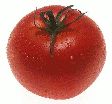 pomodoro.jpg