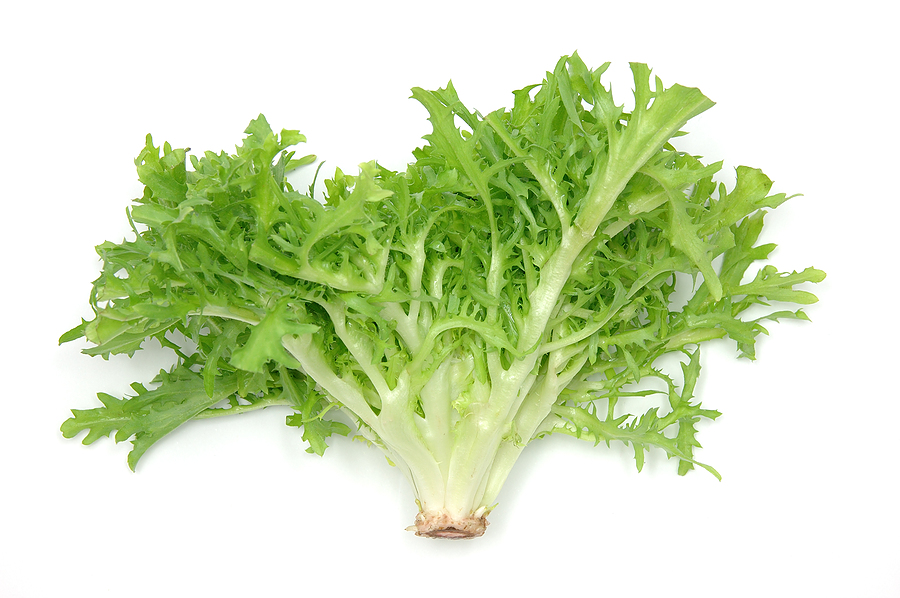 Endive.jpg