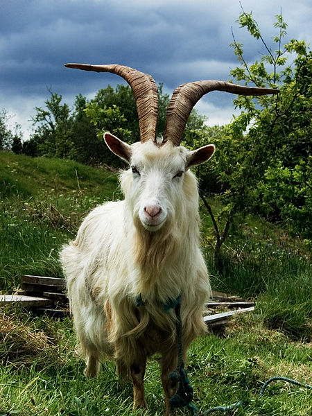 Irish_Goat.jpg