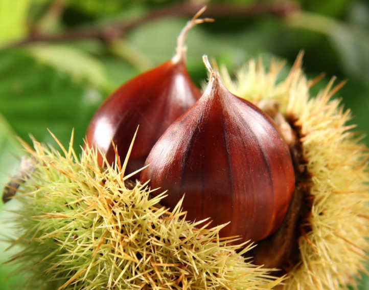 Sport-e-nutrizione-Castagne.jpg