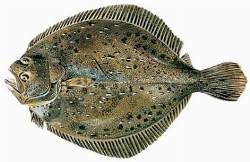 Pesce-rombo_N2.jpg