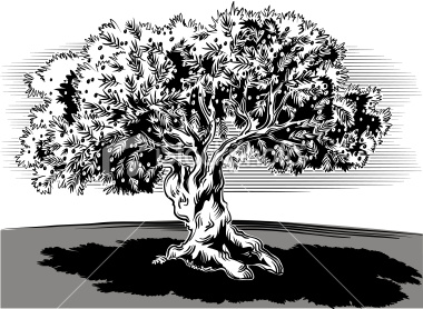 stock-illustration-15446388-olive-tree.jpg