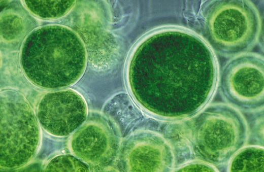 09_02_23_algae_farm04.jpg