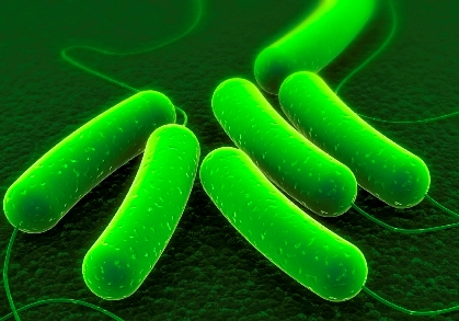 20130502_index_bakterium.jpg