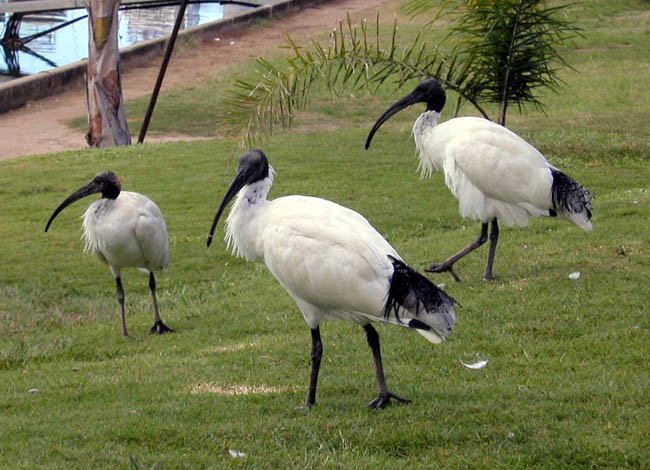 ibis.jpg