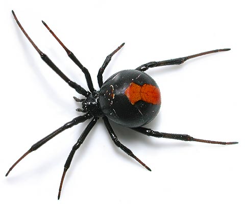 redback.jpg