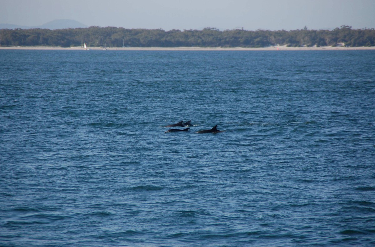 Delfinek Jervis bay-ben