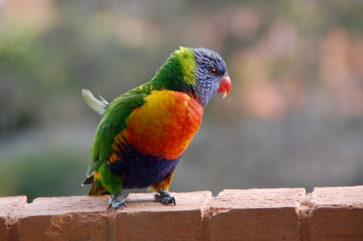 Szivárványos lorikeet