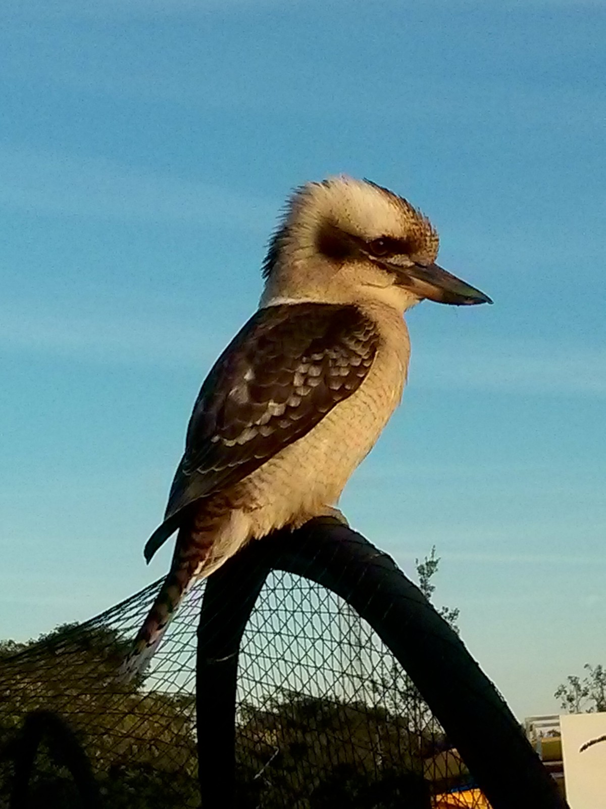 A kis kedvencünk, a Laughing Kookaburra, úgy ‘énekel‘, mintha nevetőgörcsöt kapott volna