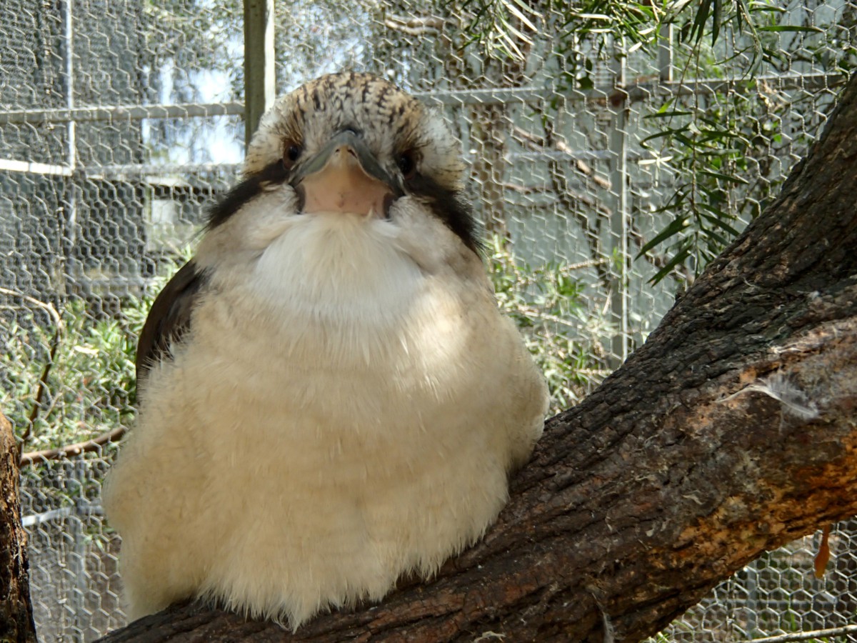 Kedvenc madarunk a Kookaburra