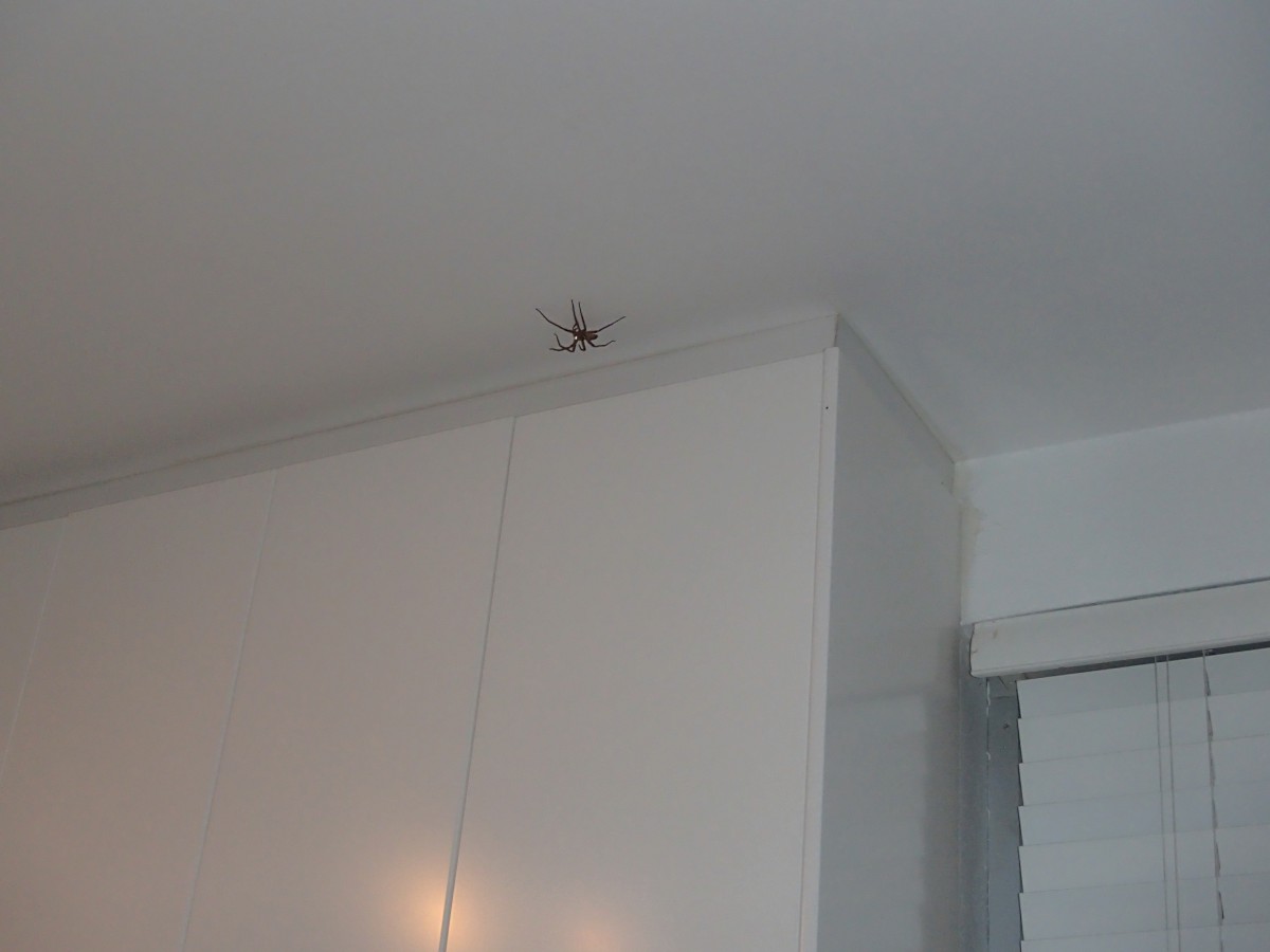Pókok nem csak a házon kívül vannak