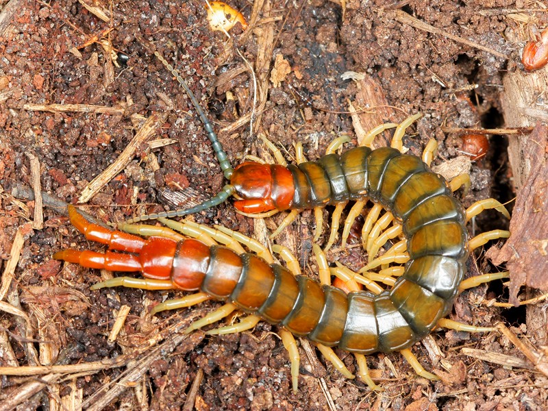 orange_footed_centipede_cormocephalus_aurantipes.jpg