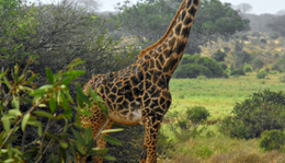 Kenya / Part III. - Kenya Safari: Zsiráf