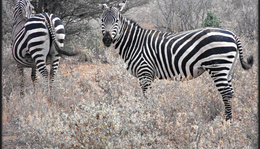 Kenya / Part II. - Kenya Safari: Zebra