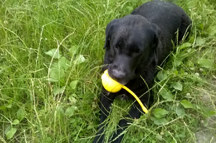 Erősítést kért a rendőrség a labradorom miatt...