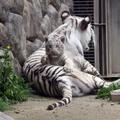 4 Fehér fiú kis tigris