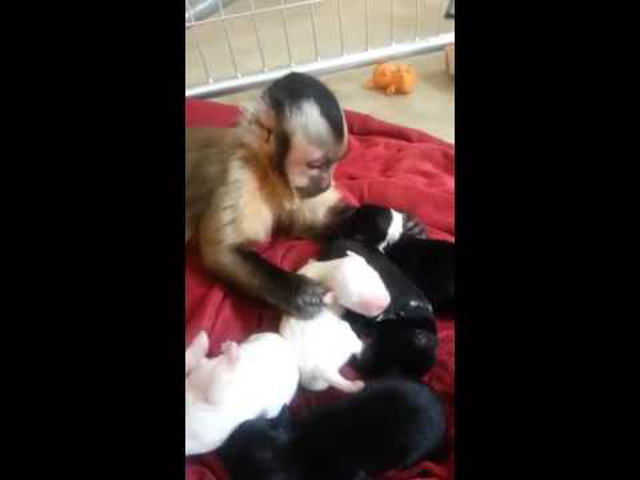 Ez a kis majom imádja a kiskutyákat