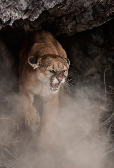02-cougar-female-aggressive-580v.jpg