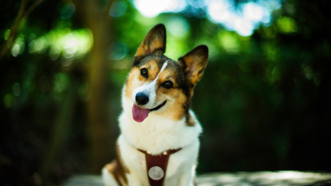 131222cute-dog-smiling.jpg