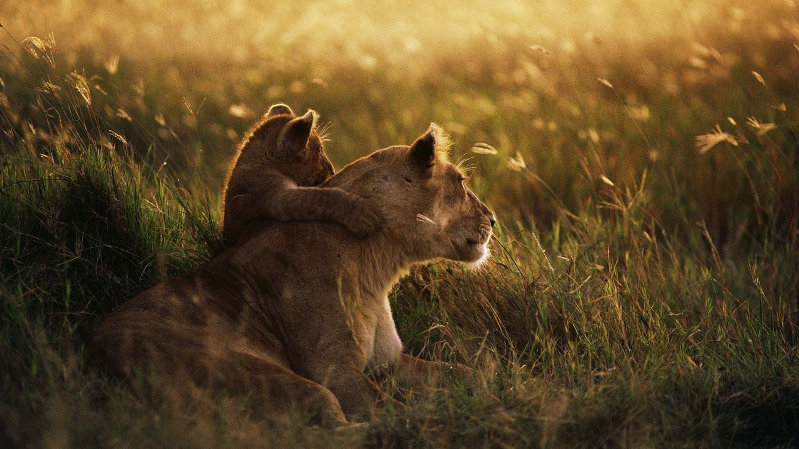 136362_cute-baby-lion-hugs-mother-hd-wallpaper_1600x900.jpg