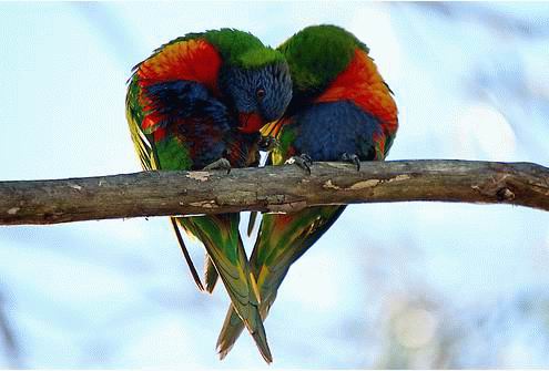 1paws-for-the-news-picture-of-parrots-in-love-www_pawsforthenews_tv.jpg