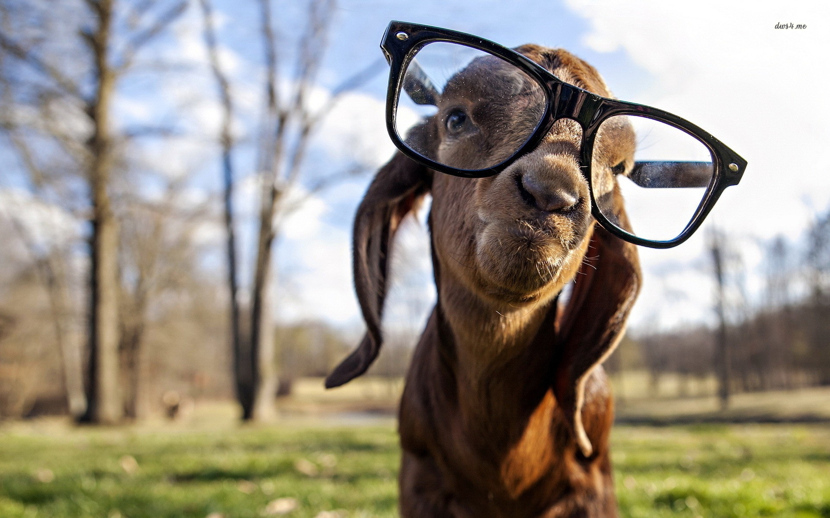 31881-goofy-goat-with-glasses-1680x1050-animal-wallpaper.jpg