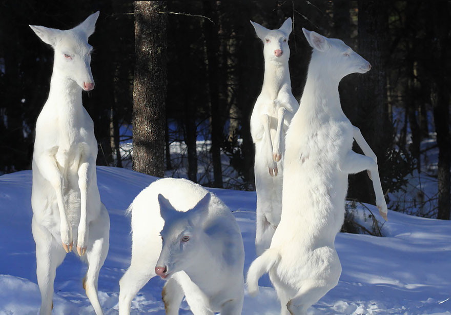 albino-animals-3-1_880.jpg