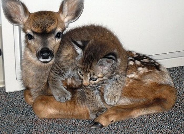 animal_friendship_33.jpg