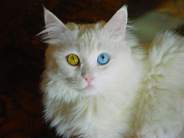 animals-with-different-colored-eyes-07-632x474.jpg