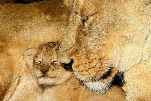 baby-lion-with-mother.jpg