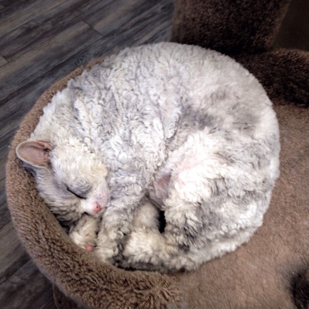 bitchy-resting-face-sheep-cat-albert-9-605x605.jpg