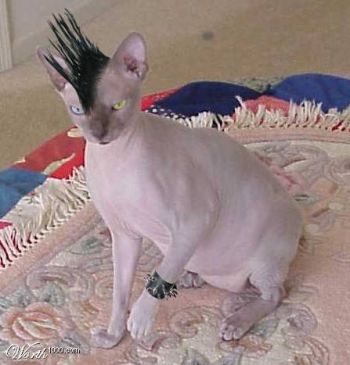 cat-haircat.jpg