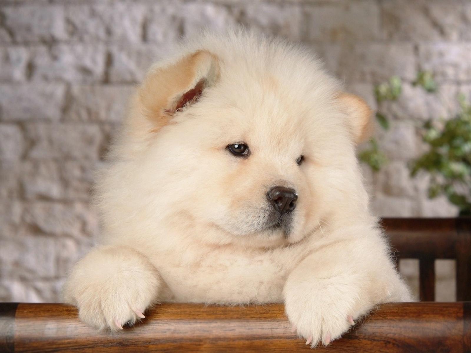 chow-chow-10.jpg