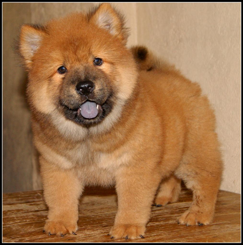 chow-chow-7.jpg