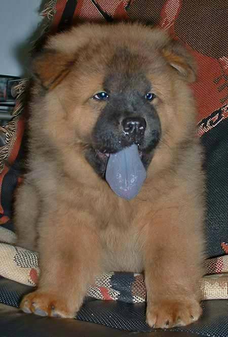 chow-chow-9.jpg