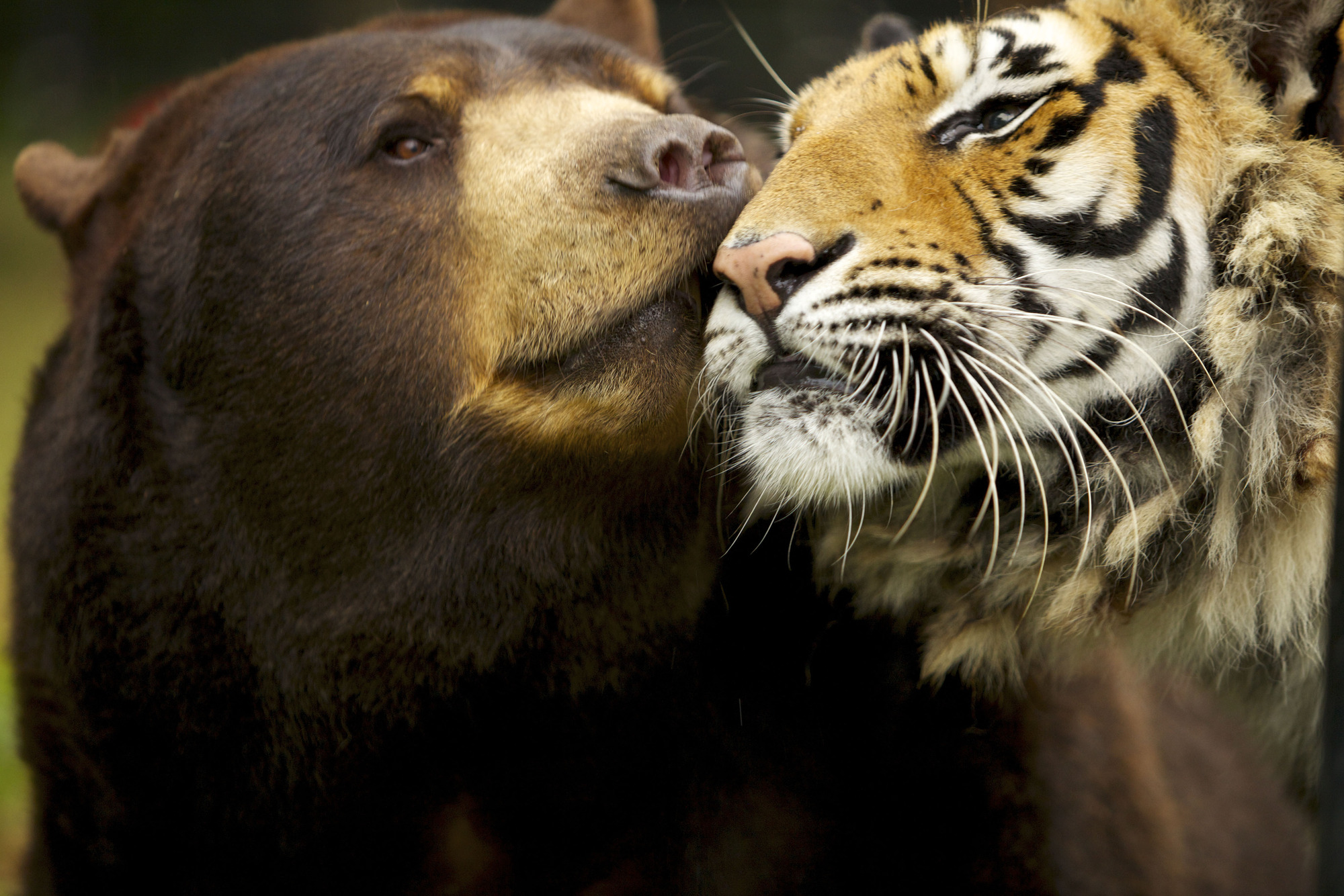 compassion-odd-aminal-couples-bear-and-cat.jpg