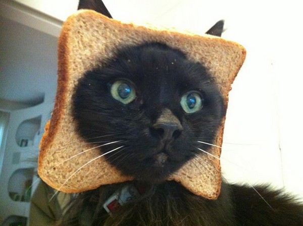 crazy-cat-breading-2.jpg