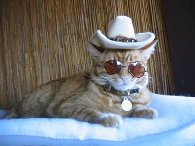 crazy-cat-fashions-sheriff-style--large-msg-128933191905.jpg