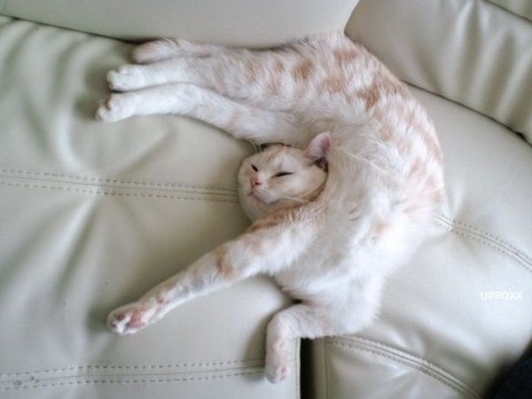 crazy-cat-sleeping-positions-24.jpg