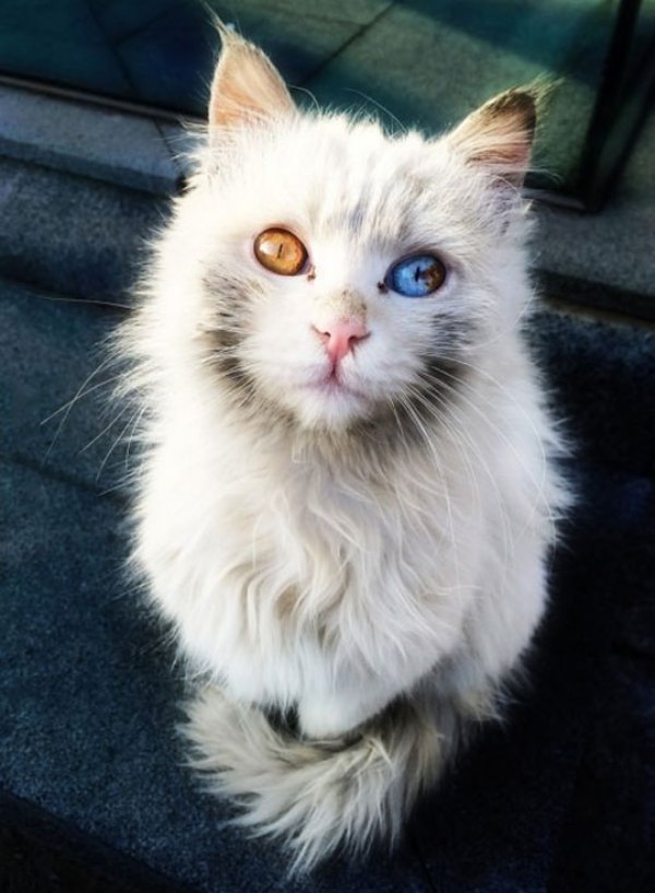 cute-cat-eyes-different-colors.jpg
