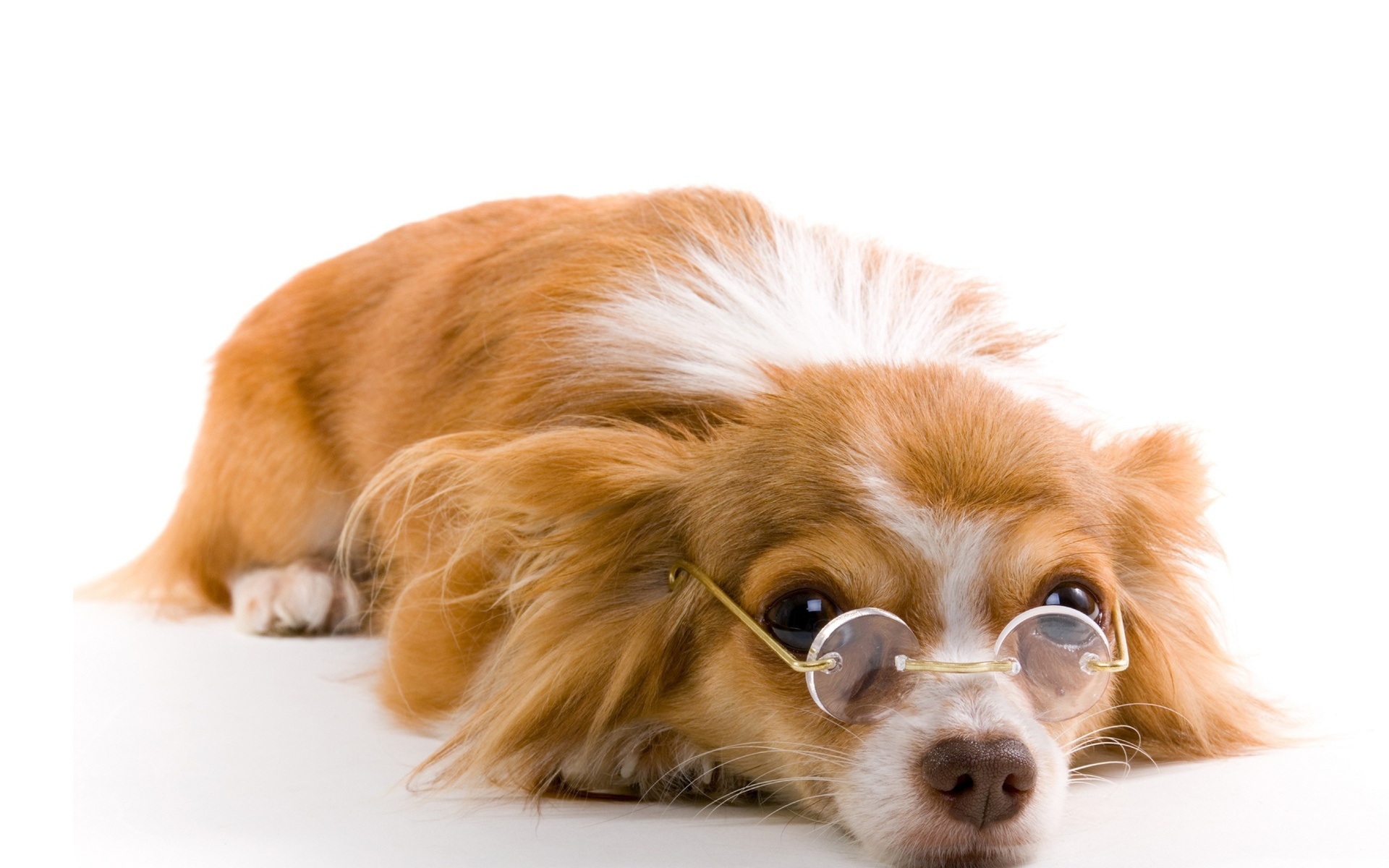 dog-wearing-glasses-animal-hd-wallpaper-1920x1200-25378.jpg
