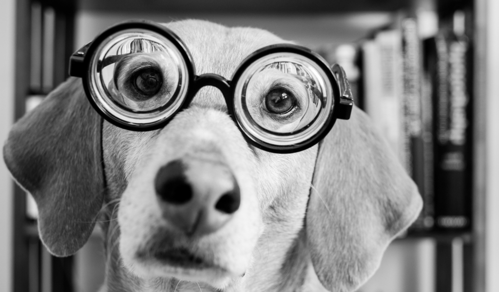 dog-with-glasses-10451.jpg