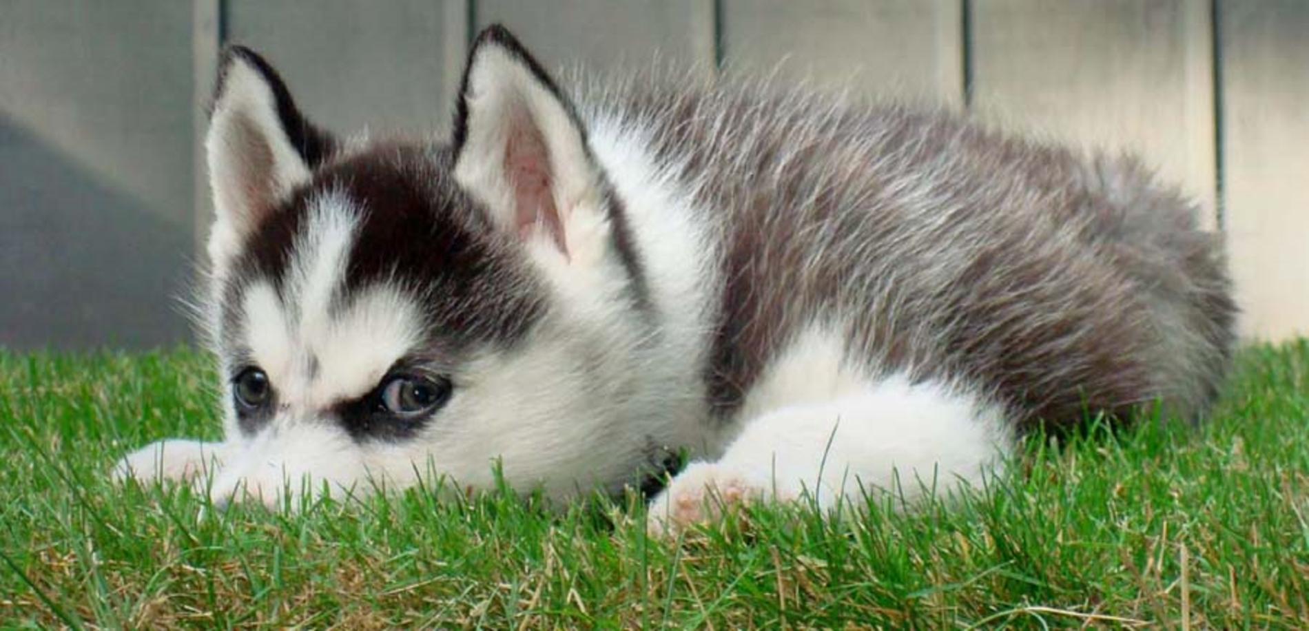 dogs-wallpapers-331-miniature-siberian-husky-dog-freein-pet-category-dog-images.jpg