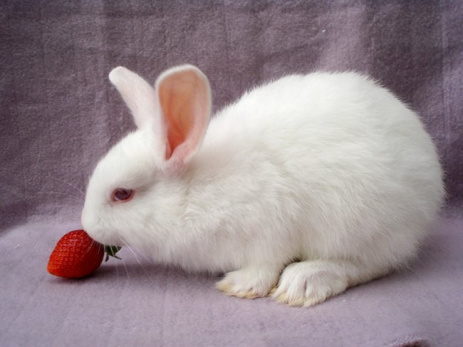 funny-animals-eating-strawberries-3.jpg