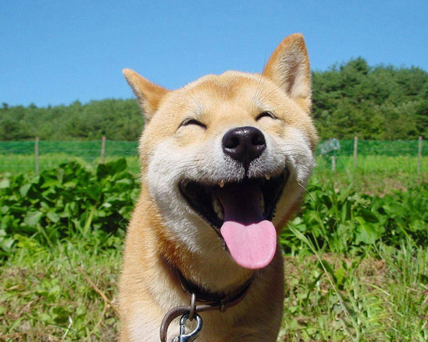 happy-smiling-dog.jpg